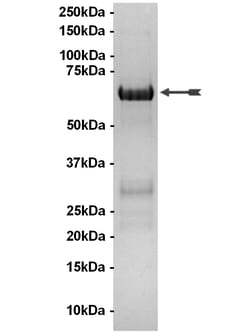 Eurofins DiscoverX MAPKAP Kinase 3 Protein, Unactive 250 &mu;g | Buy Online | Eurofins DiscoverX | Fisher Scientific